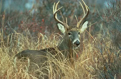 Adult white-tailed deer buck in vegetation