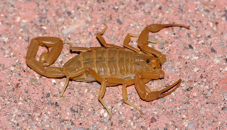 Arizona bark scorpion