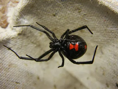 Female southern black widow, underside view