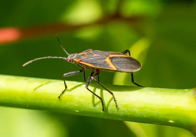 Adult eastern boxelder bug