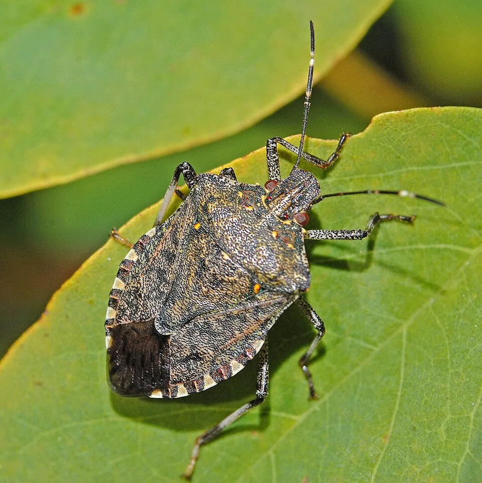 Adult brown marmorated stink bug