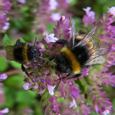Two buff-tailed bumblebees on flowers