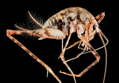 Immature greenhouse camel cricket, side view