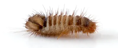 Varied carpet beetle larva, side view