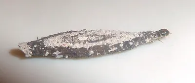 Case-bearing clothes moth larva with its case