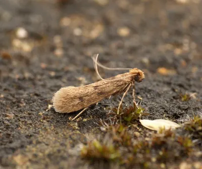Case-bearing clothes moth at rest