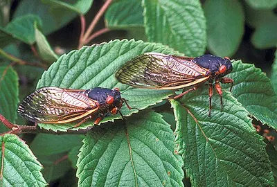 Periodical cicadas