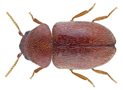 Cigarette beetle, dorsal specimen view