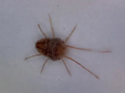 Clover mite under a digital microscope