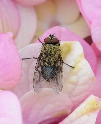 Cluster fly on a flower