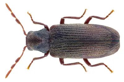 Common furniture beetle, dorsal specimen view