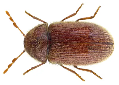 Drugstore beetle, dorsal specimen view