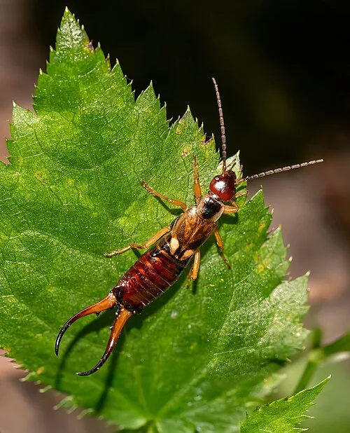 European earwig