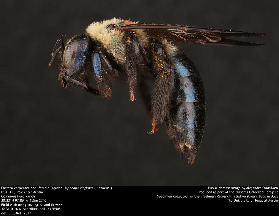 Female eastern carpenter bee, side view