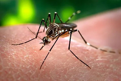 Yellow fever mosquito, Aedes aegypti