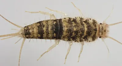Firebrat photographed under a microscope
