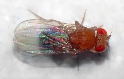 Fruit fly, dorsal view