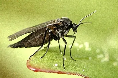Fungus gnat, side view