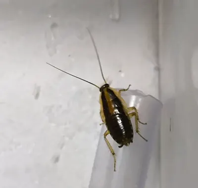 Juvenile German cockroach, dorsal view