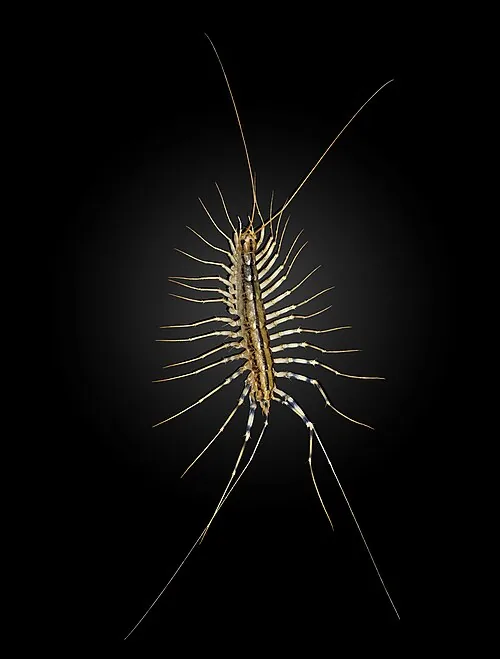 House centipede, dorsal view
