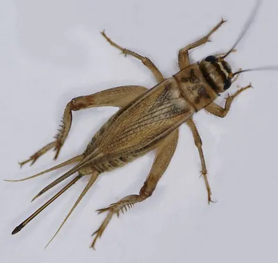 Adult female house cricket