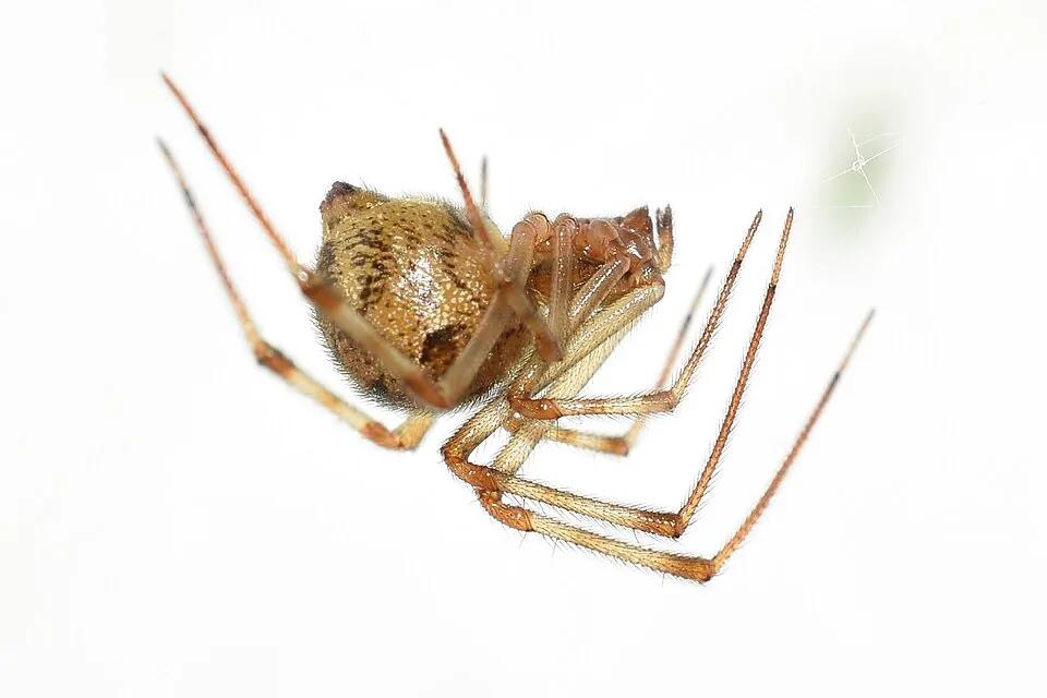 Common house spider