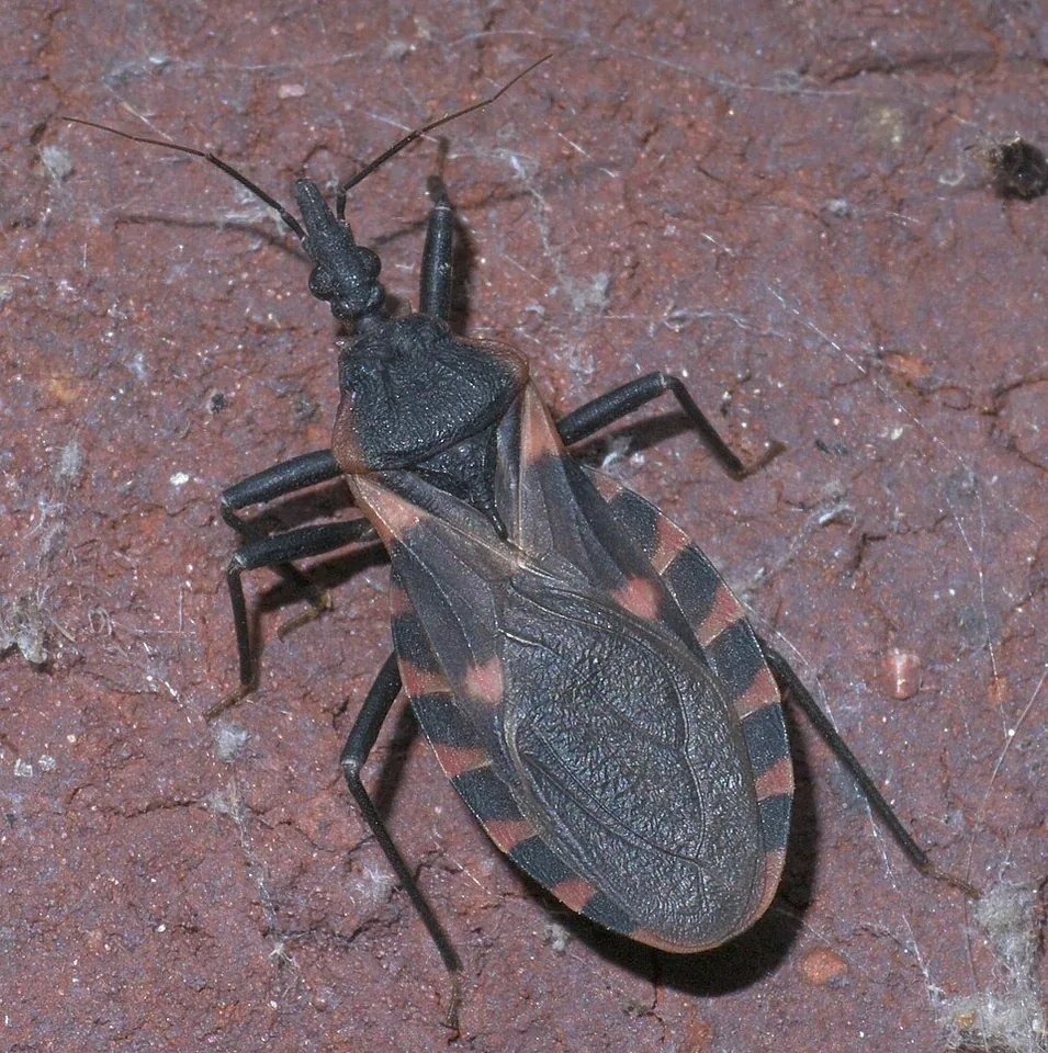 Eastern bloodsucking conenose, dorsal view