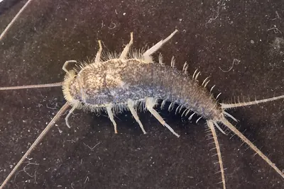 Long-tailed silverfish on a dark background