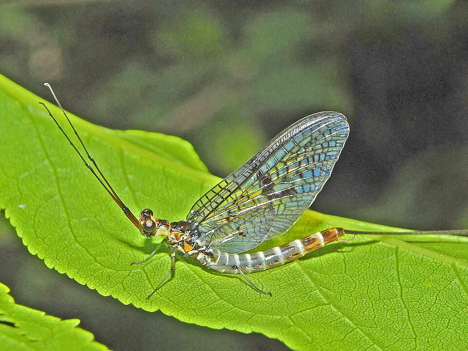 Male green drake mayfly