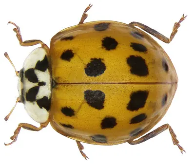 Multicolored Asian lady beetle, dorsal specimen view