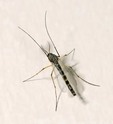 Male nonbiting midge