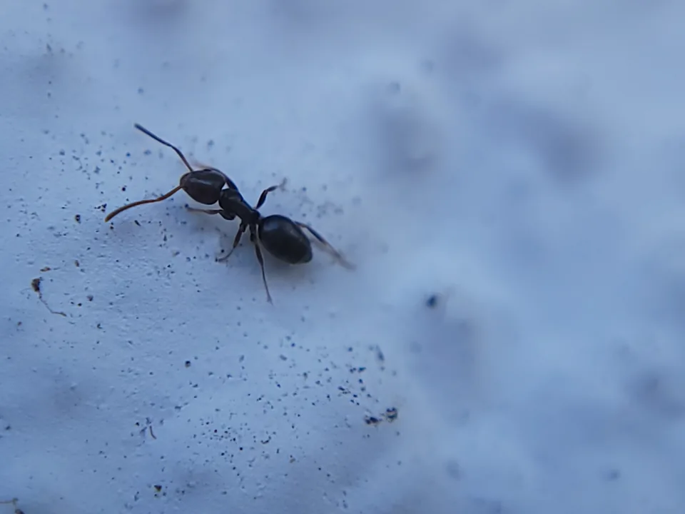 Odorous house ant