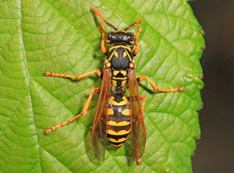European paper wasp