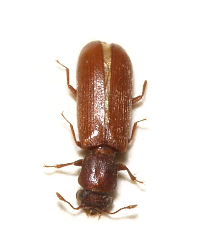 Brown powderpost beetle, dorsal specimen view