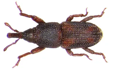 Rice weevil, dorsal specimen view
