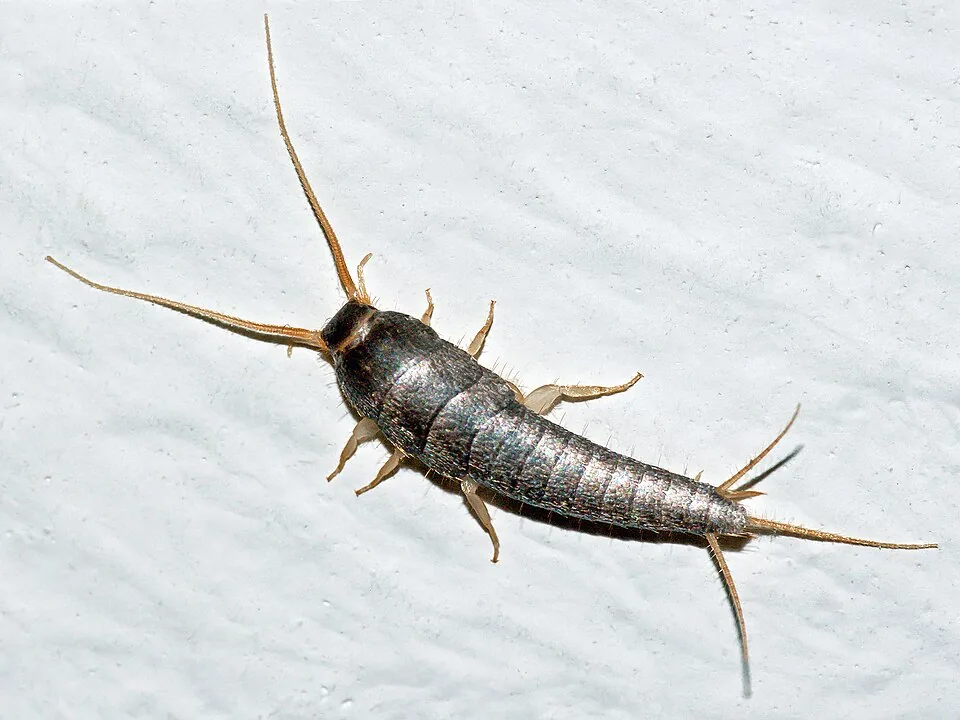 Common silverfish on a wall