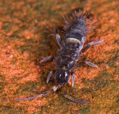 Springtail, Orchesella cincta