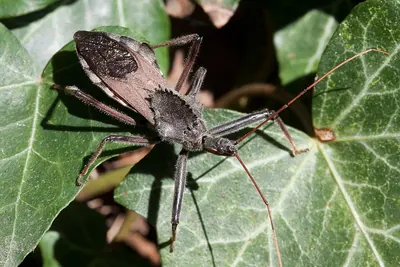 Adult wheel bug, a kissing-bug lookalike