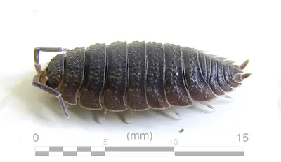 Rough woodlouse, side view