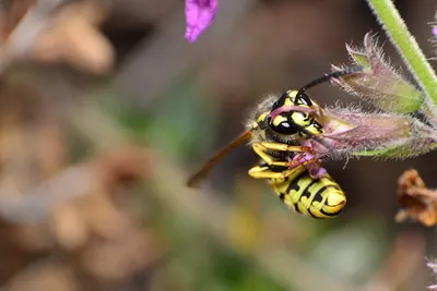 German yellowjacket on a flower