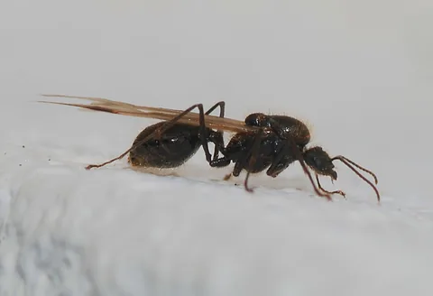 Winged male ant during a swarm