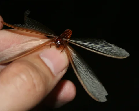 Winged termite photographed in Maun, Botswana